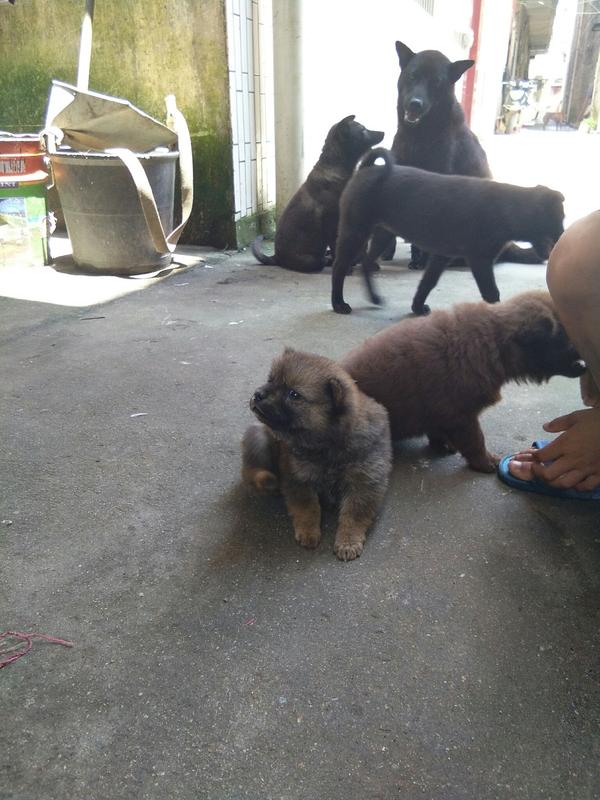 狗狗可以喝牛奶吗 知乎