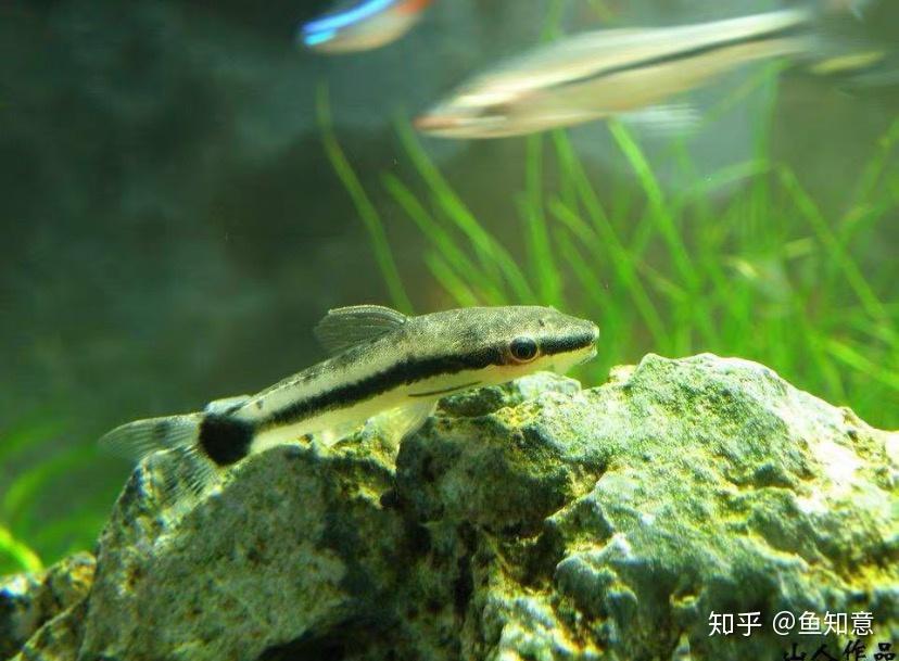 小型观赏鱼小精灵鱼