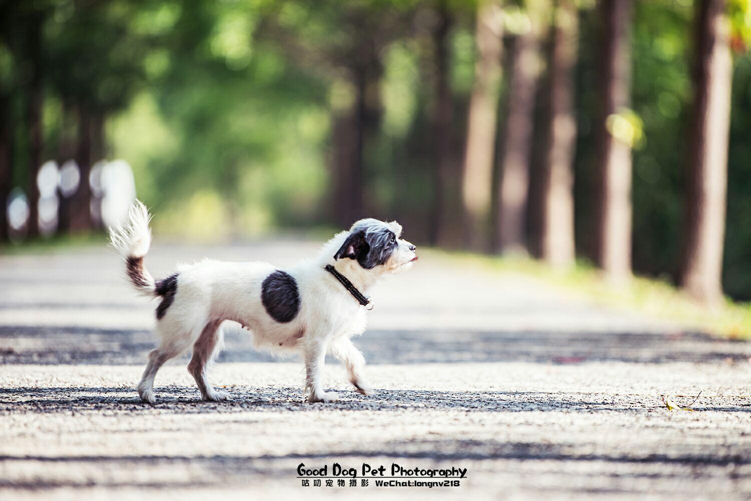 萌宠小大人之尤达篇