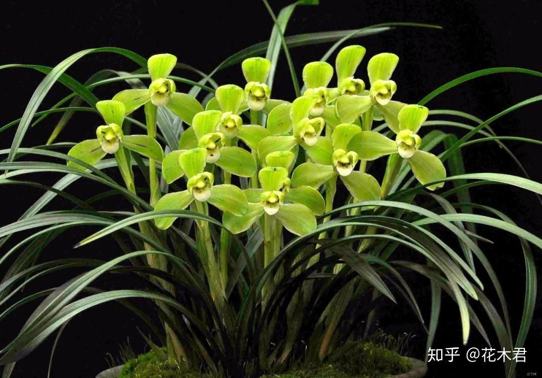 兰花科普|关于兰花的原种、老种、变种、原生种、原生老种等概念的浅探- 知乎