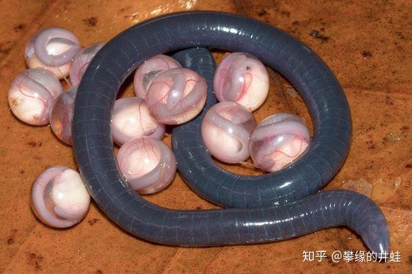 埃氏剑螈(ensatina eschscholtzii)是在陆地上产卵和孵化的有尾两栖类
