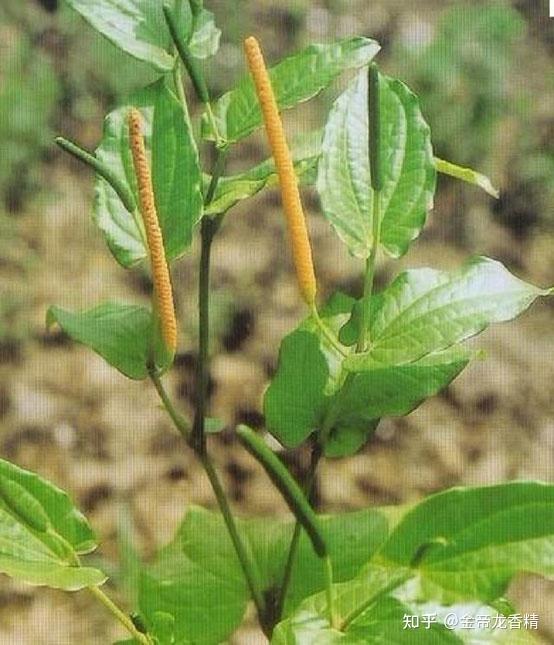 香精与香料(102)-荜茇 - 知乎