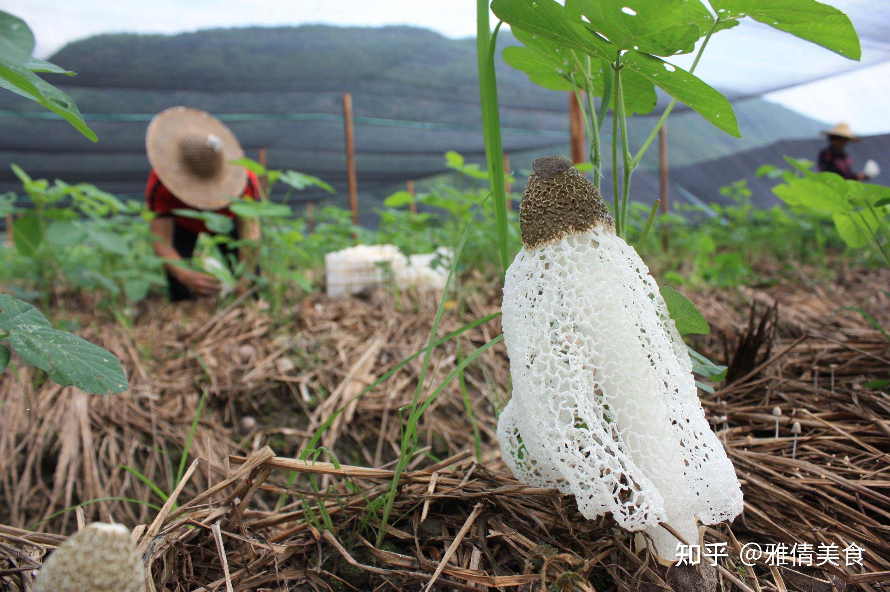 竹荪,被誉为“真菌皇后”,有一种野生黄竹荪,非常漂亮却不能吃 - 知乎