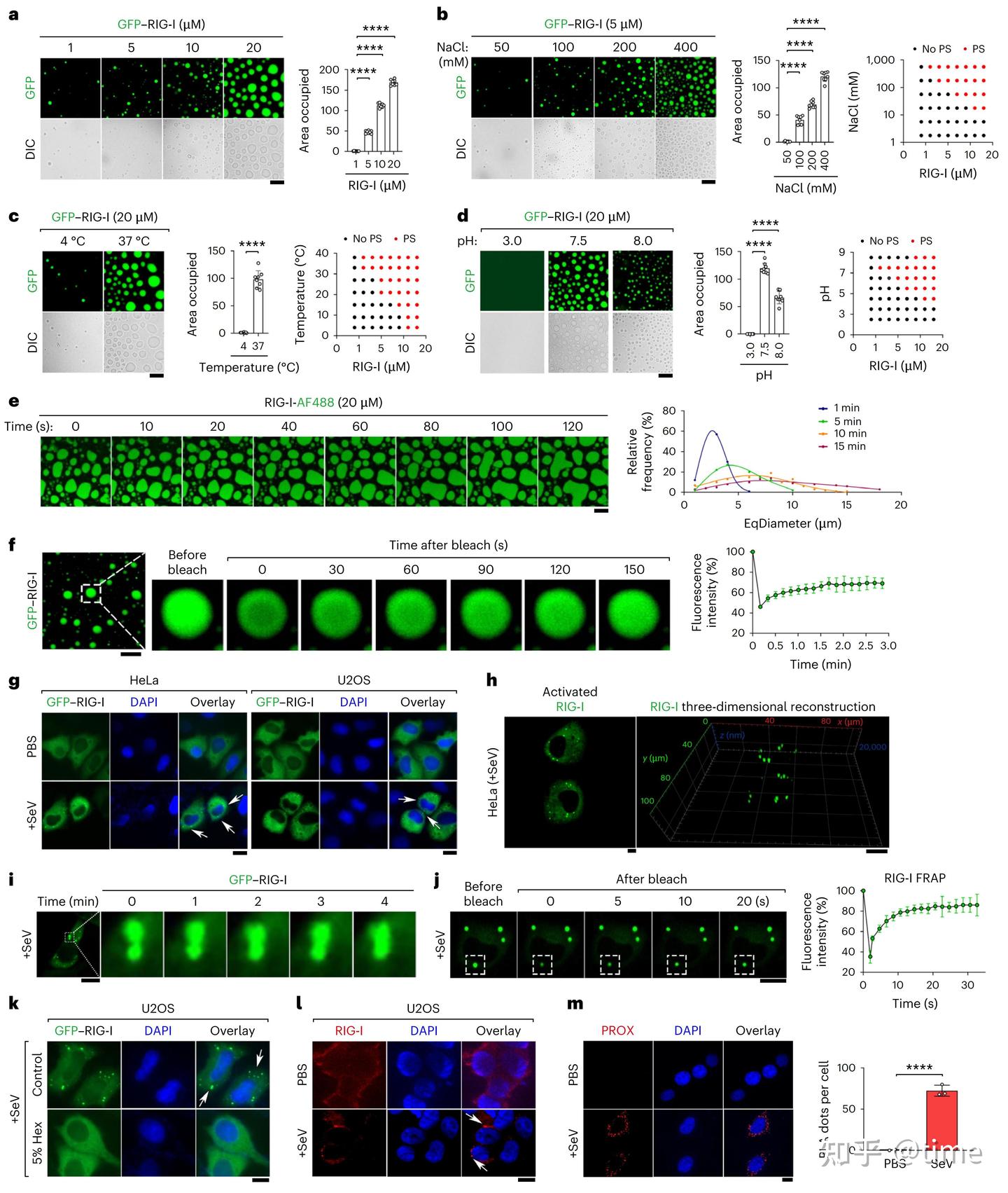 Biol Rig Nature Cell Biology:靶向关键二硫键调节RIG-I凝聚和胞质RNA感知 - 知乎