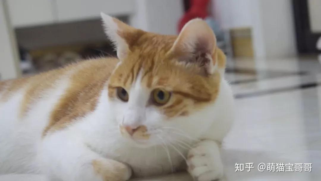 女子意外和猫交换身体她将如何应对接下来的生活