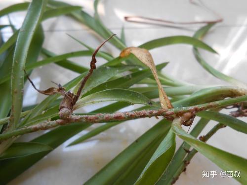 花盆里有小飞虫怎么办 3招消灭小飞虫 知乎