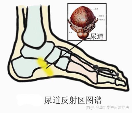 足部尿道反射区位置