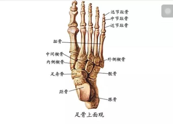 踝关节不稳怎么问道天下