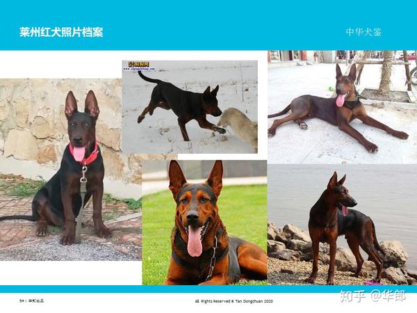 中华犬鉴-中国原生犬（土狗）分类 - 知乎