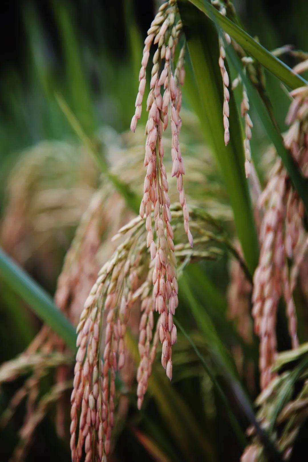 水稻成熟,万亩梯田丰收季