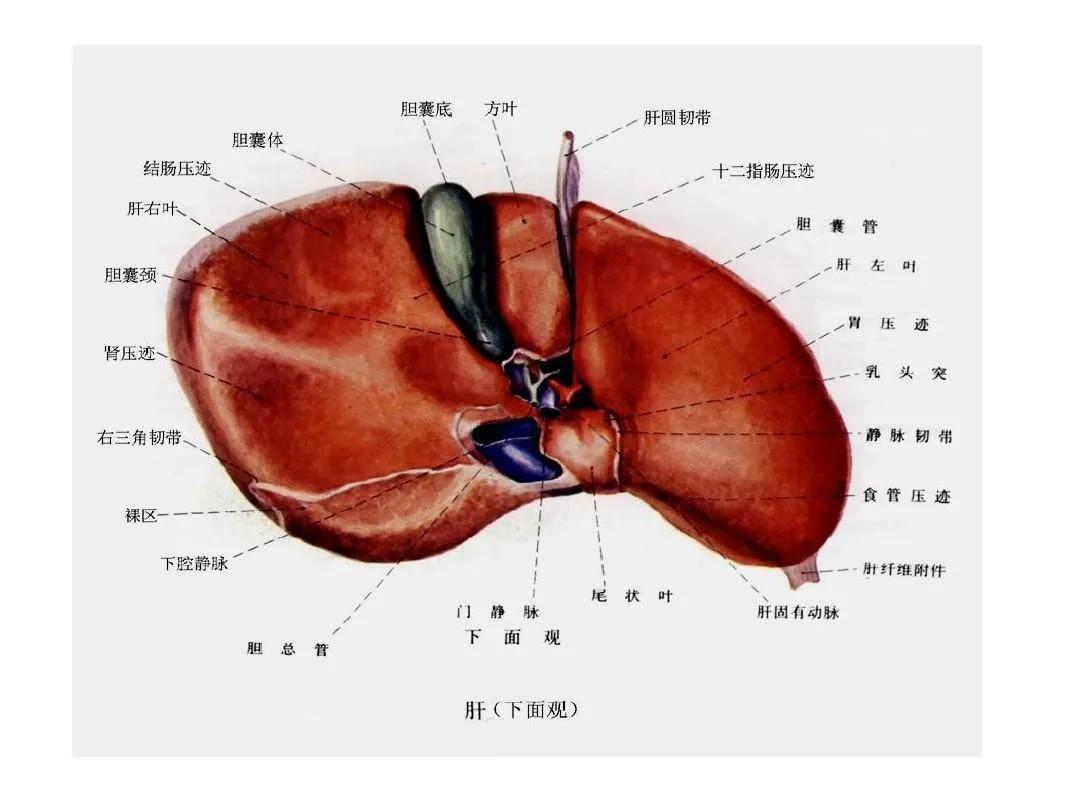 肝脏h形结构组成图片