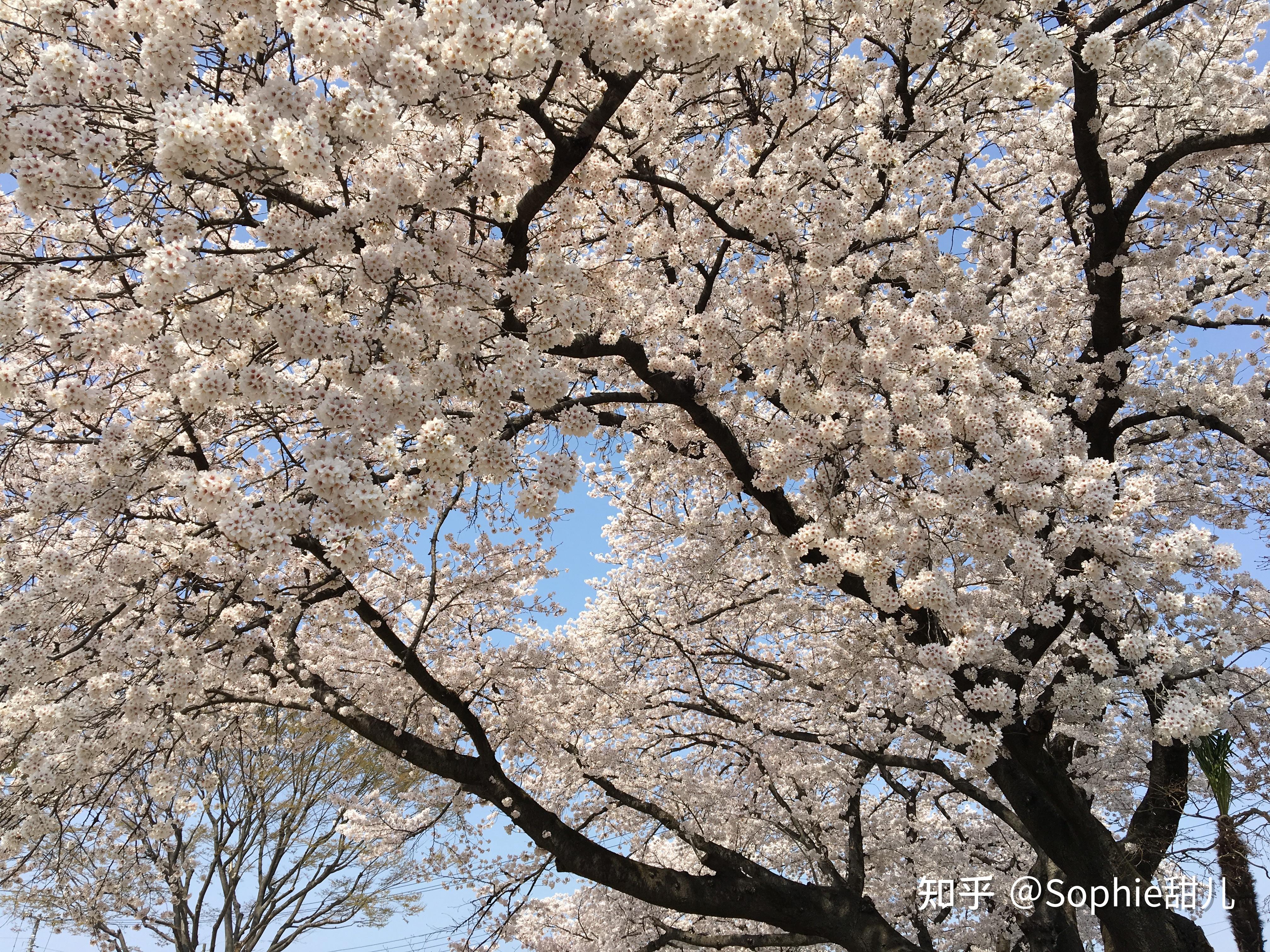 四月是樱花的日常