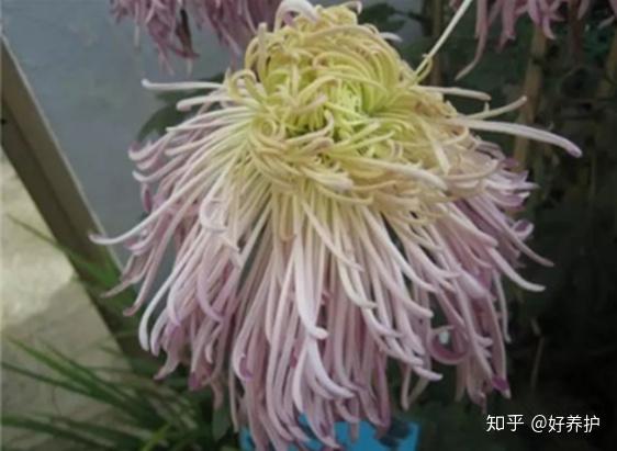 19种菊花的品种 涨知识了 知乎
