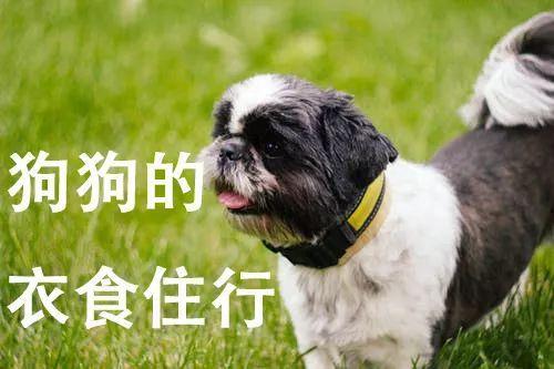 22年双十一推荐什么狗粮 22年狗狗生长阶段如何划分 狗狗幼犬时期 成犬时期基本信息和成长需求分析 双十一更新 知乎