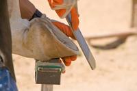 马蹄护理,看着简单,做起来难