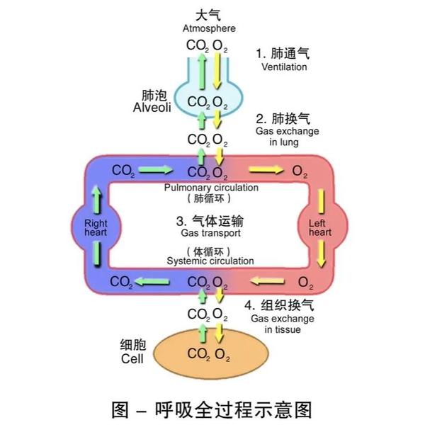 高山探险系列 高原病 三 高原适应生理 知乎