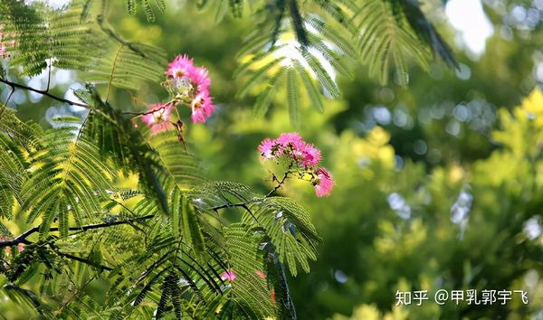 一味中药 让你不生气 不焦虑 不悲伤 不抑郁 送给有心人 知乎