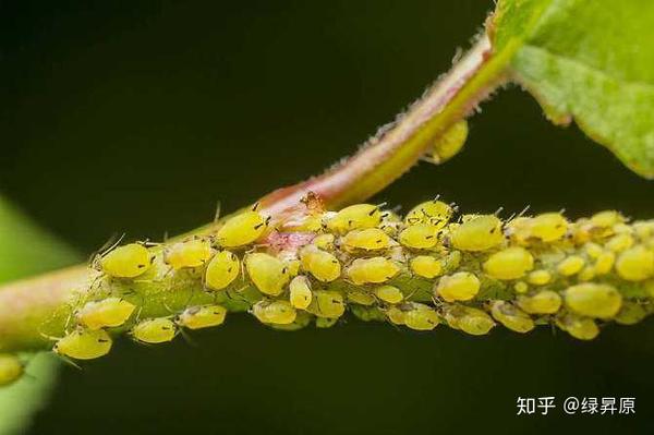 蚜虫用这款营养液 效果翻番 一季无蚜虫 干净彻底 知乎