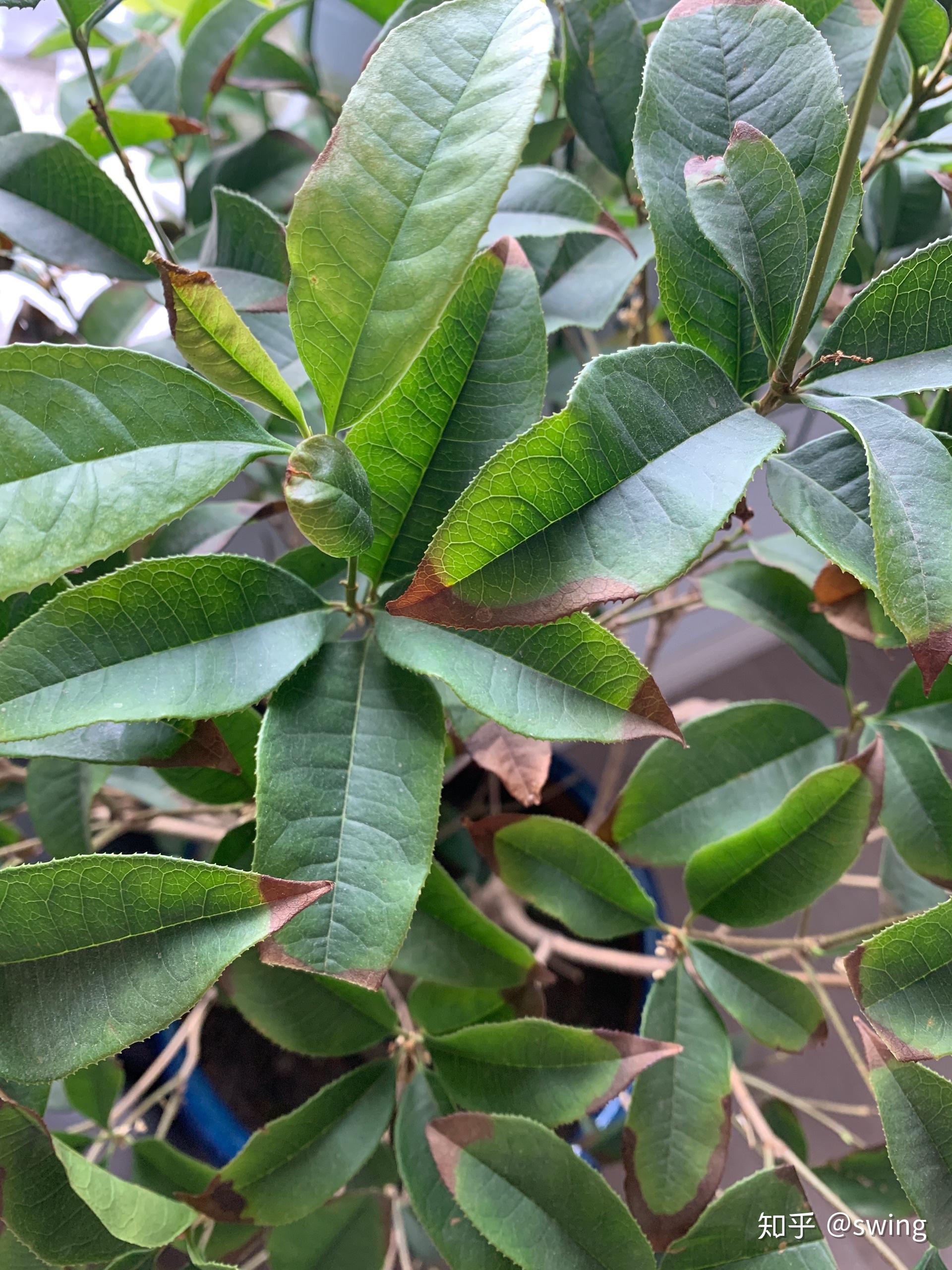桂花叶尖干枯新叶边长边干枯是怎么回事呢