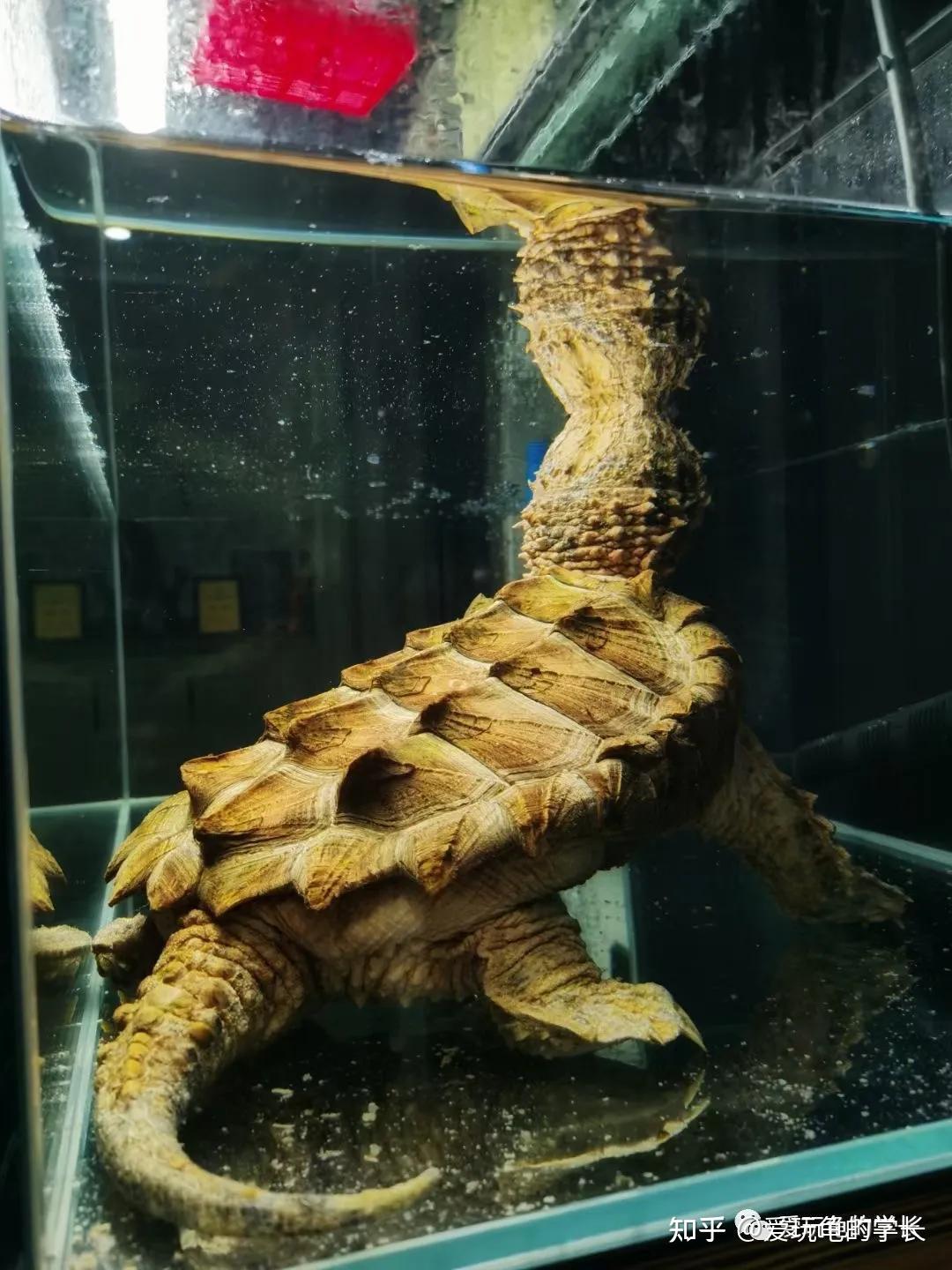 如何饲养佛鳄龟