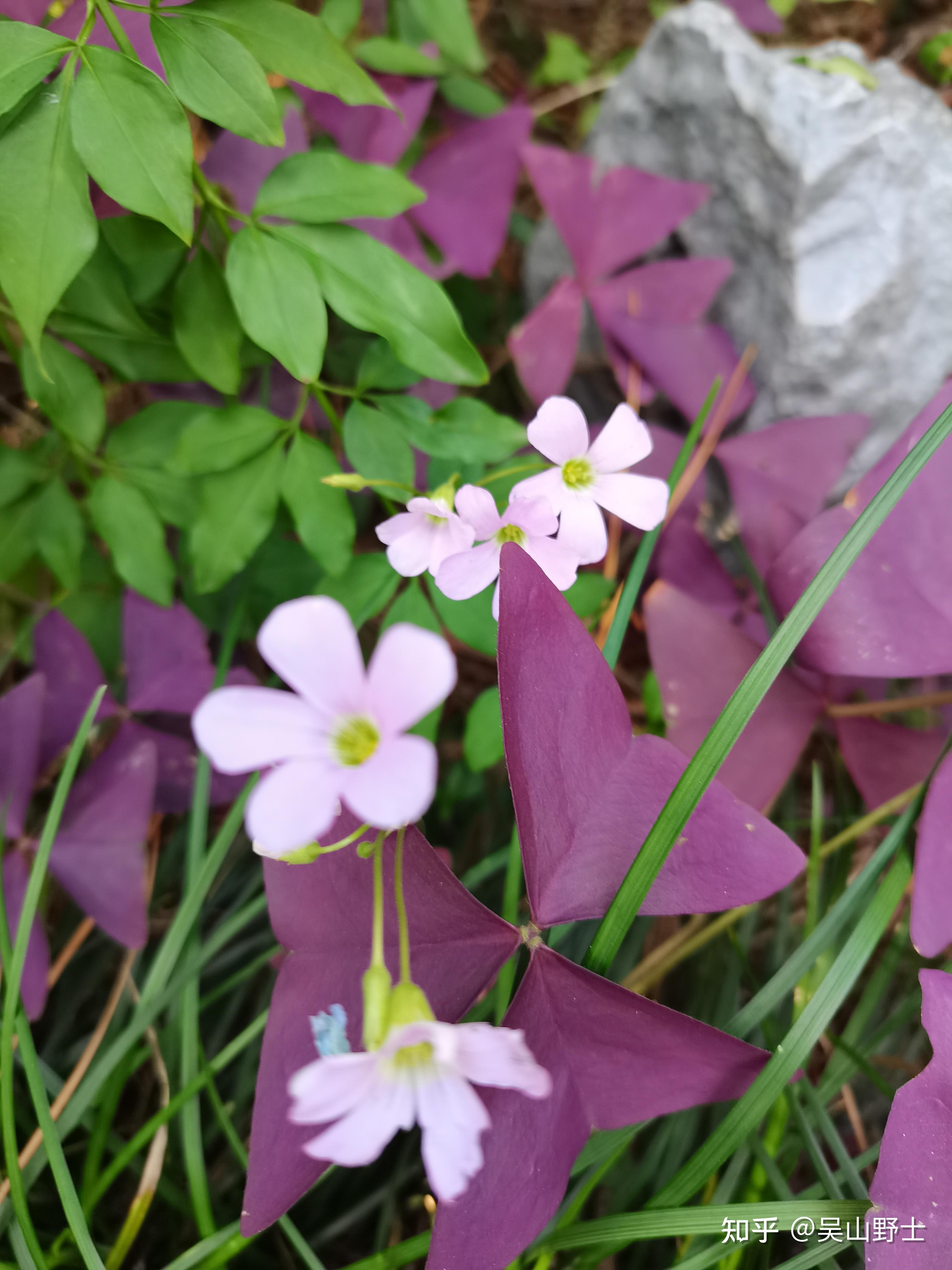 赤孙施,斑鸠酸,酸咪咪,钩钩草,红叶酢浆草,三角酢浆草,紫叶山本酢浆草