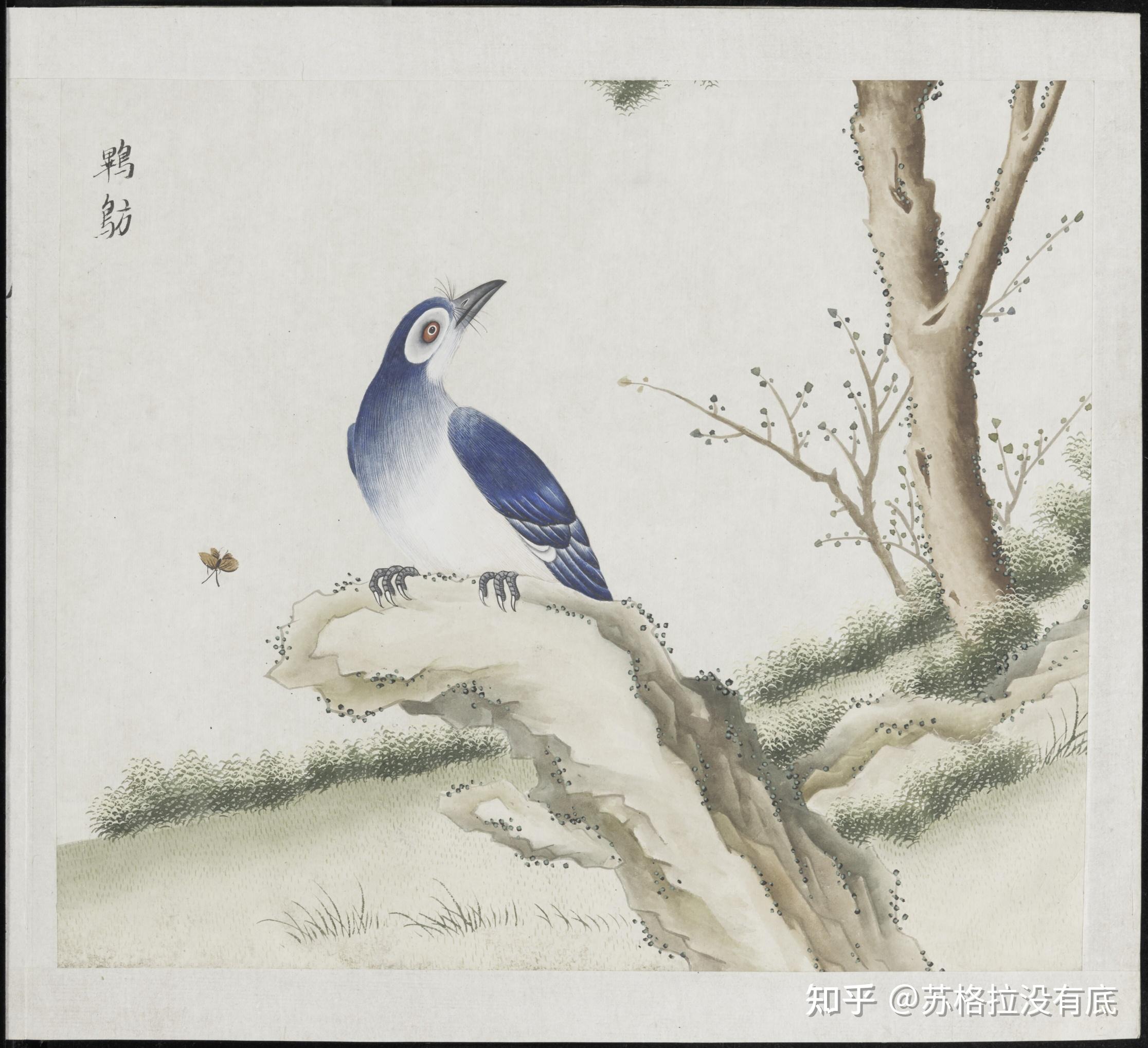 各样花草鱼鸟虫图册——各样鸟雀图册 - 知乎