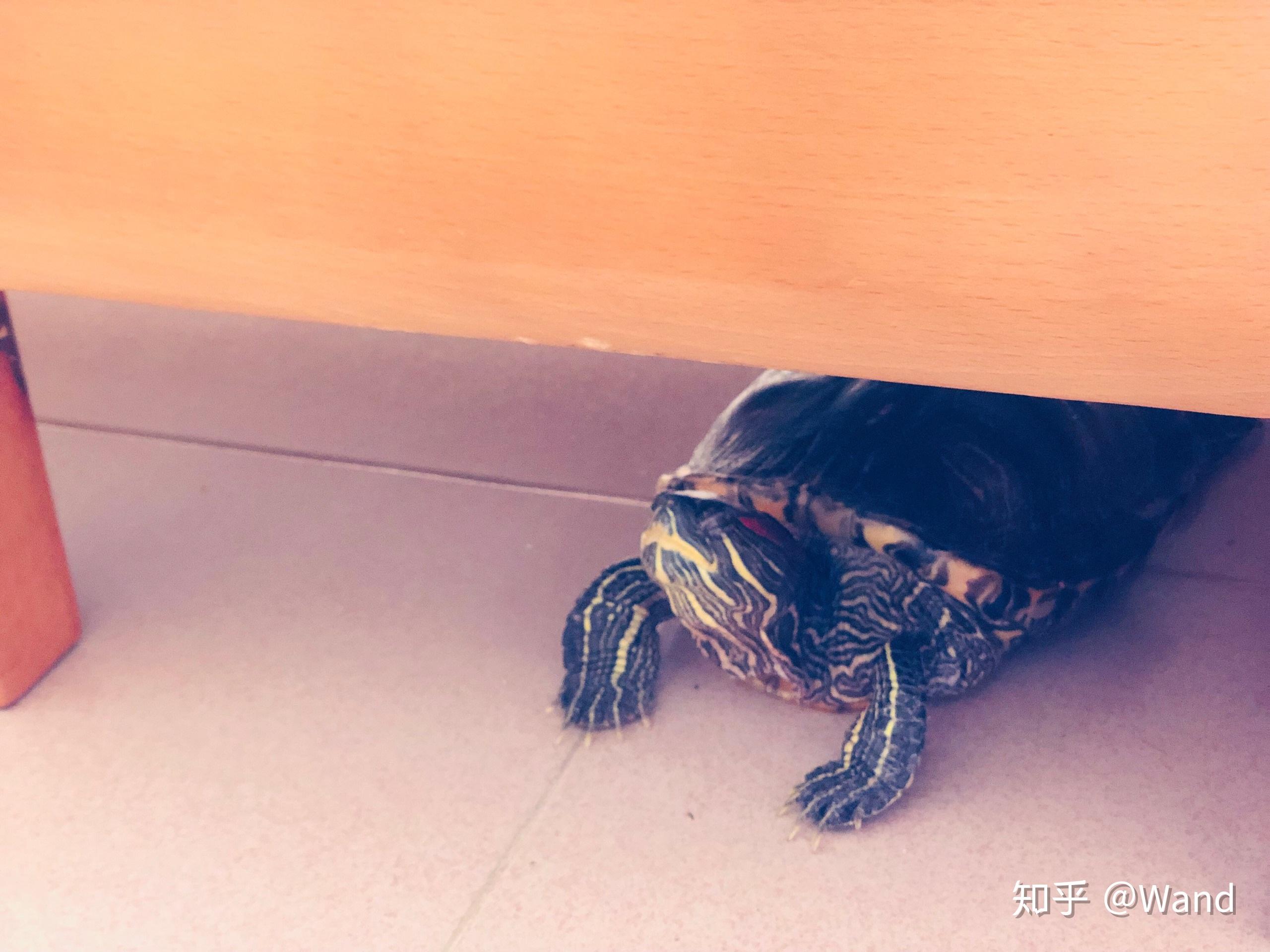 乌龟能活多久?巴西龟呢?