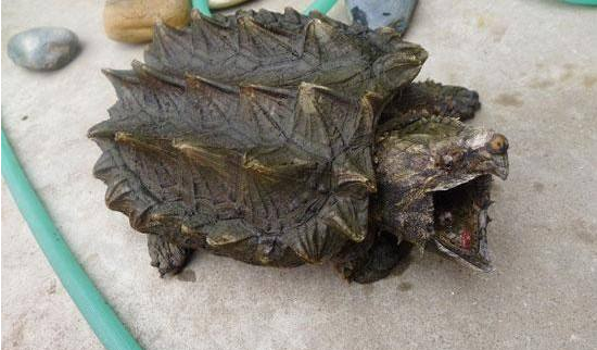 如何看待狂犬病恐惧症和恐狗症