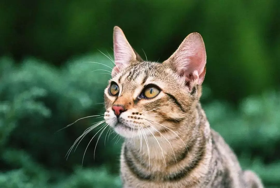 每日一宠美国刚毛猫