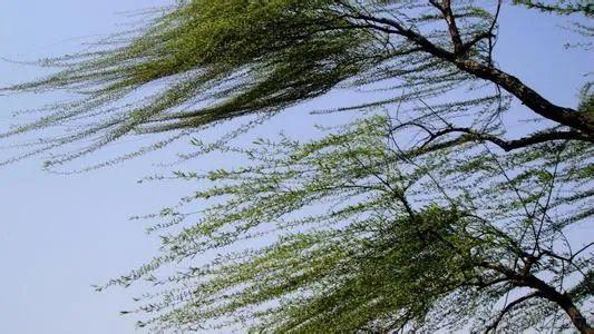 今日立春但是阵风7级小雪已经在路上了