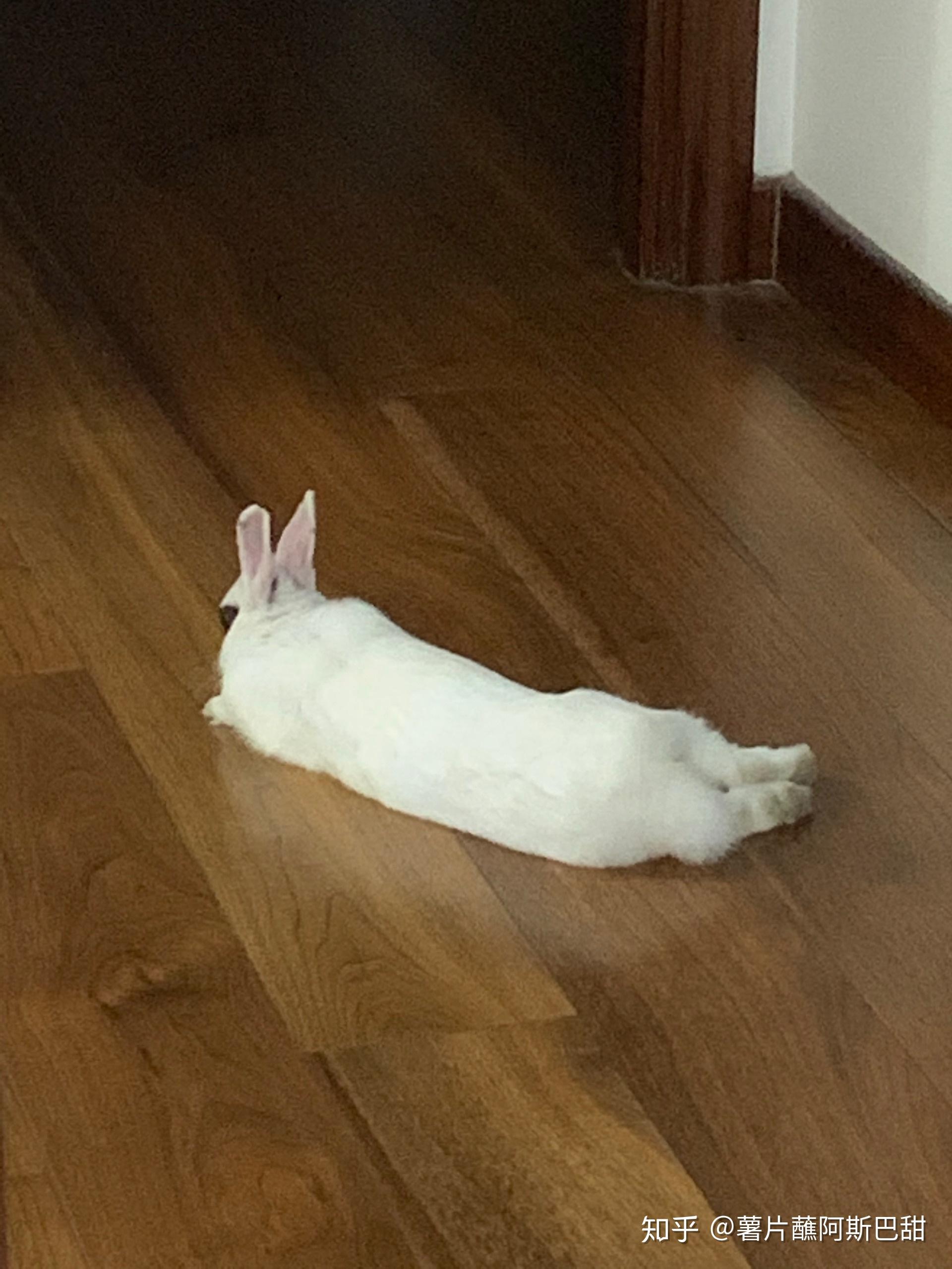 你养的兔子多久才出现贵妃躺