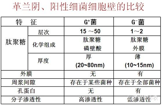 二,革兰氏阴性菌和革兰氏阳性菌细胞壁的比较把细菌采用龙胆紫染色,涂