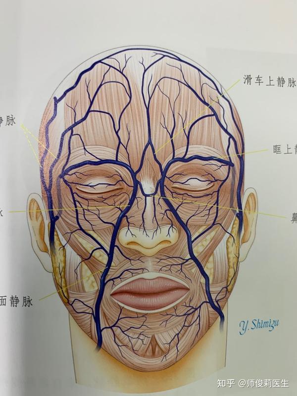 鼻部的血液循环