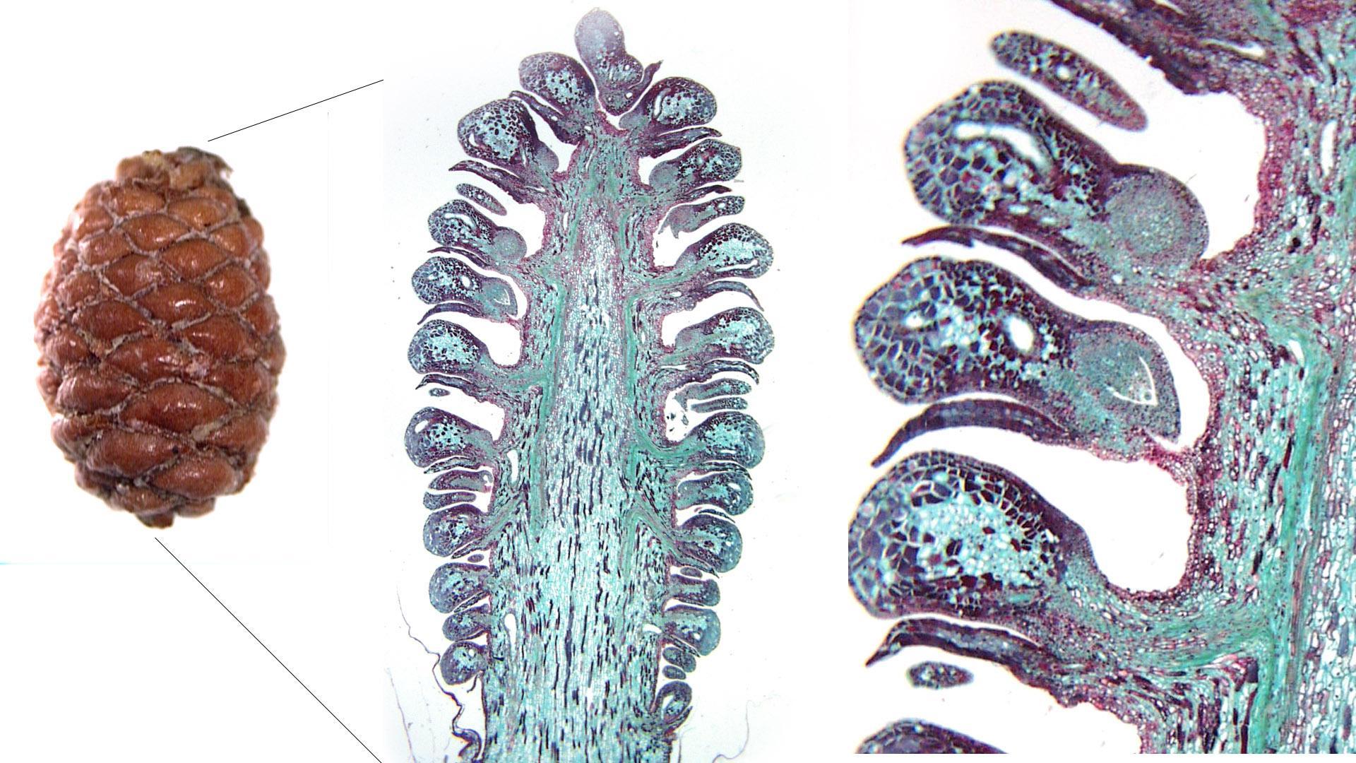 大孢子叶球结构图图片