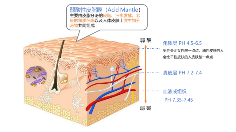 拯救燥动肌肤之化学屏障篇 - 知乎