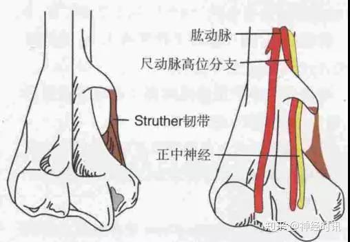正中神经相关体表解剖好图集锦