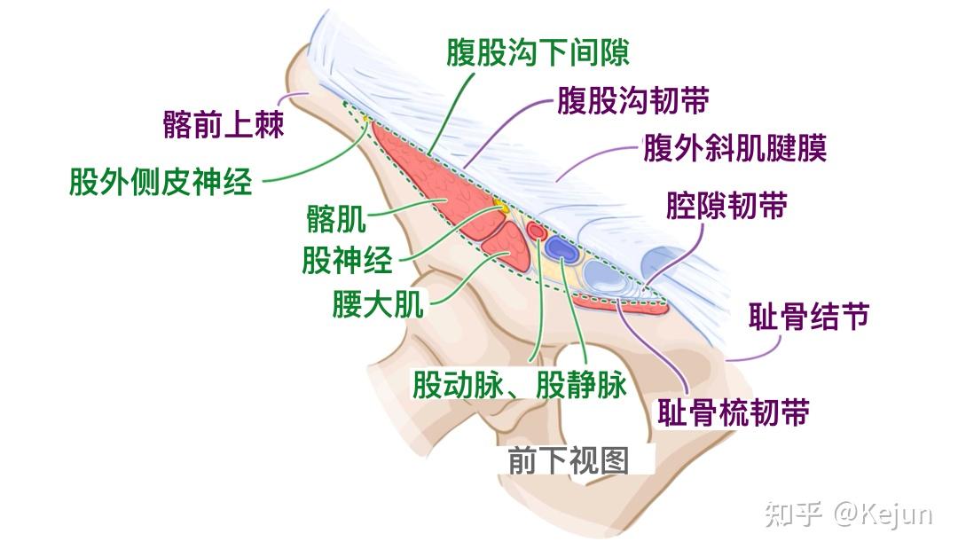 人体解剖学基础