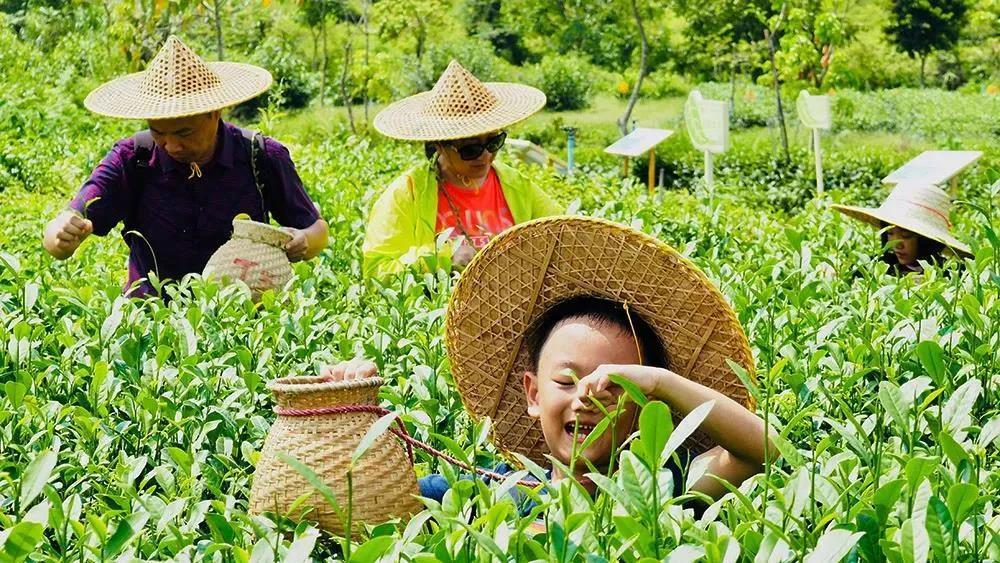 外桐坞小茶农