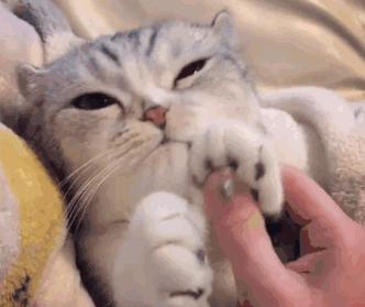 猫咪"道歉",有这些举动,别再忽视