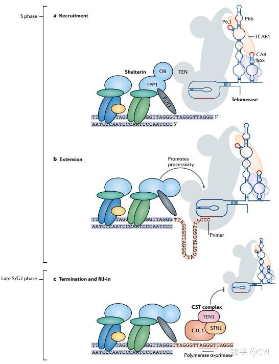 【文献翻译】人体端粒酶在稳态和疾病中的调控 - 知乎