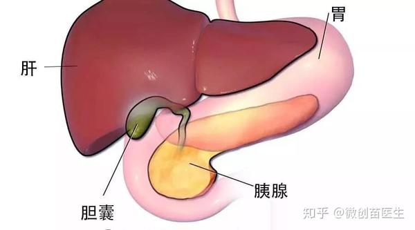 胆囊切除术后需要注意哪些 知乎