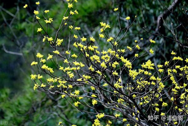 檫木的形态特征、生长环境以及应用价值,你了解多少? - 知乎