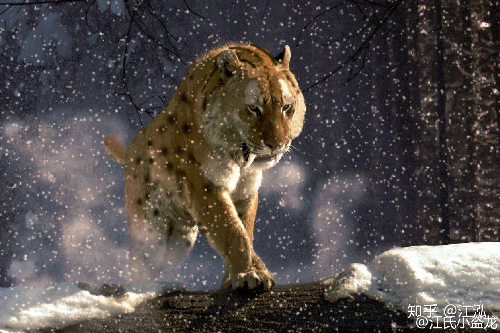 剑齿虎那么长的牙齿怎么捕猎