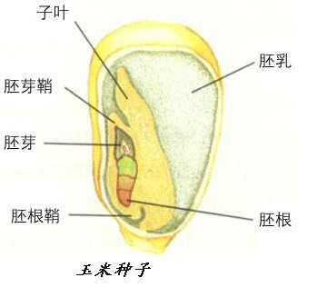 植物大分类 知乎