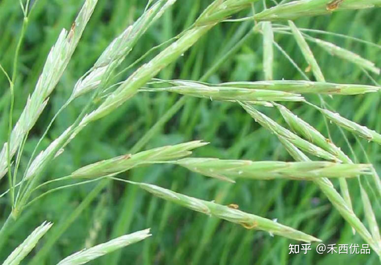 燕麦是否可以用来饲养_饲用燕麦的生长特性以及种植方法 - 工作号