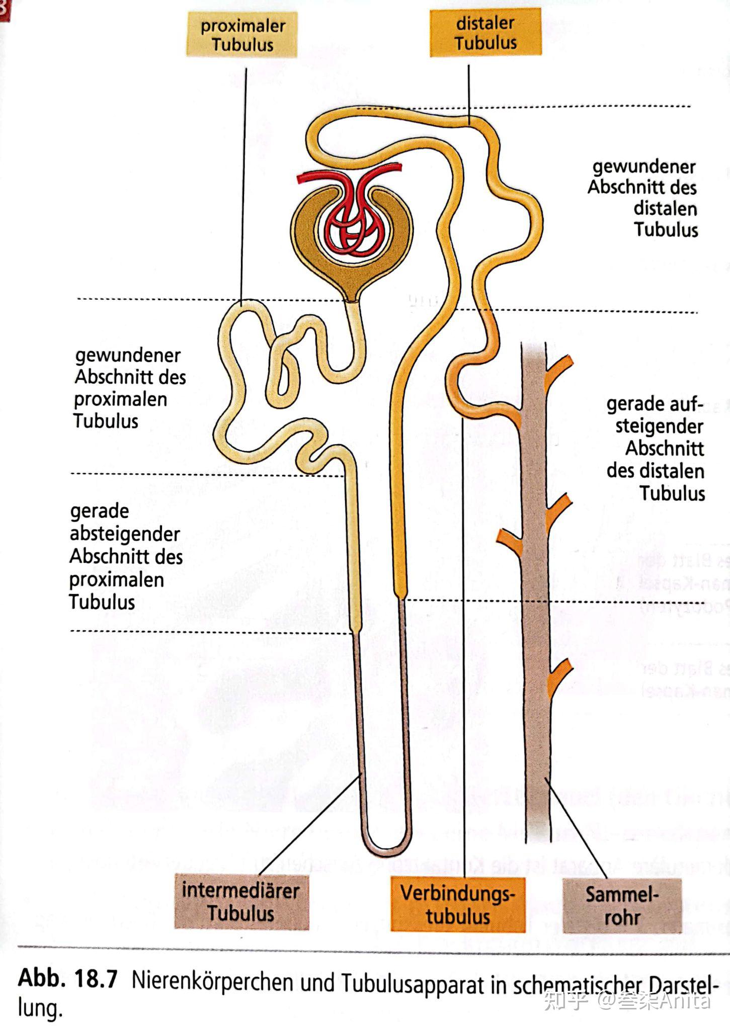 肾小管腔图片