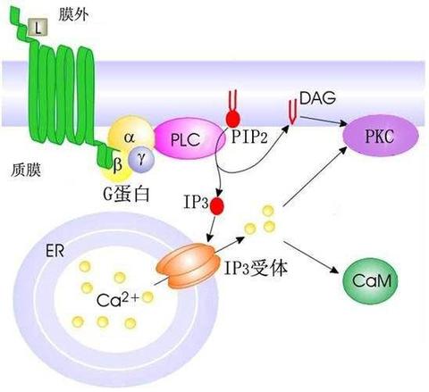 在磷脂酰肌醇信号通路中胞外信号分子与细胞表面g蛋白耦联型受体结合