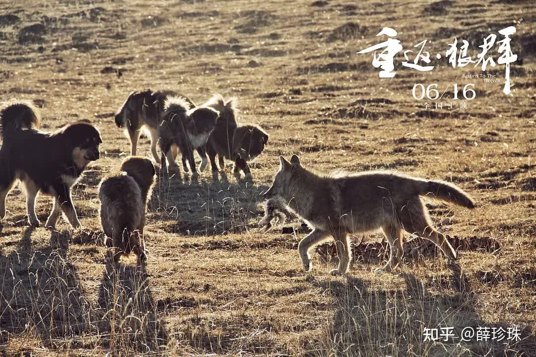 “狼妈”李微漪和狼王格林的故事是一个格林童话 - 知乎