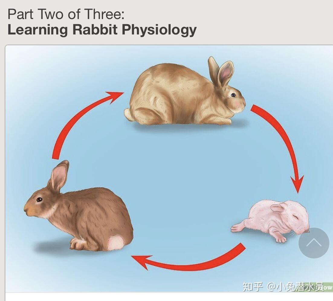 如何判断你的兔兔怀孕了 - 知乎