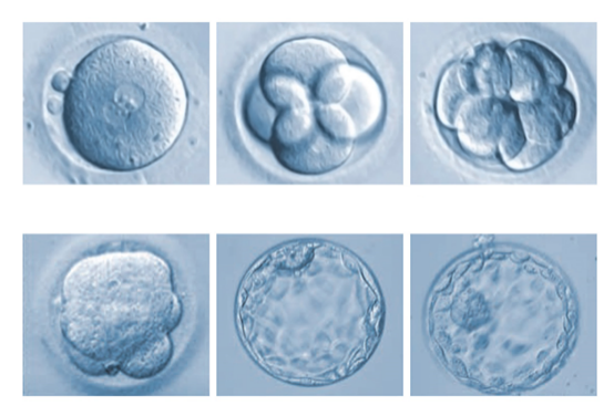 一分鐘瞭解試管嬰兒囊胚的等級劃分